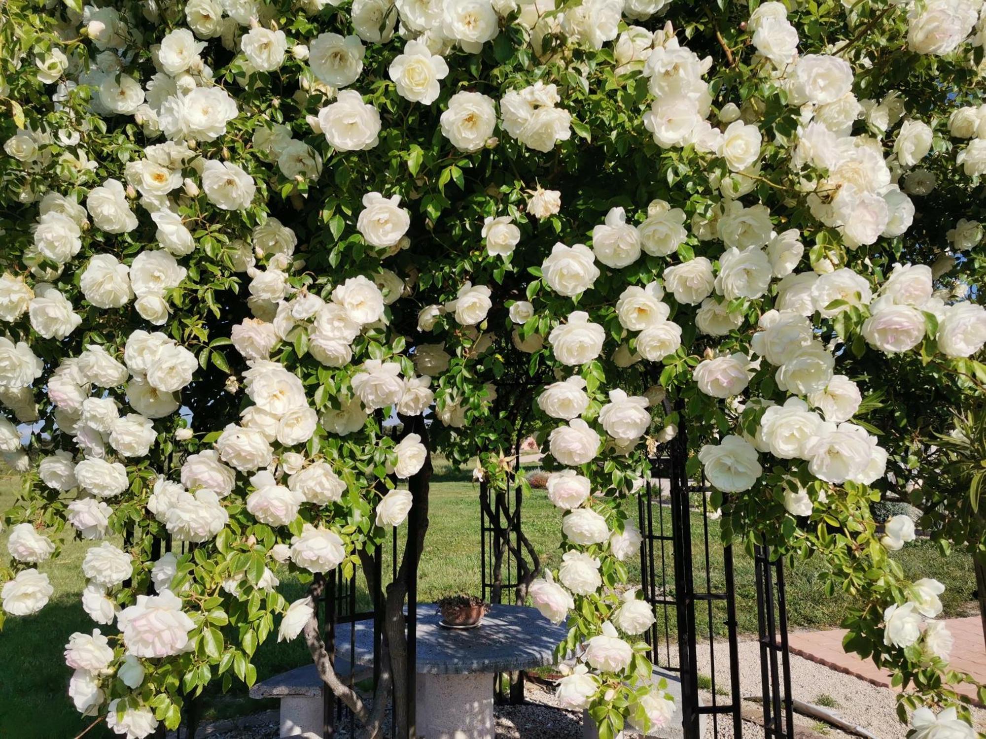 Gite En Provence "Rose" Modene 외부 사진